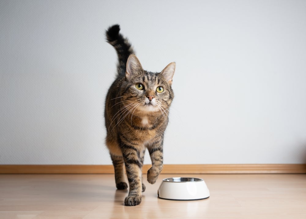 O gato com problema renal sofre mudanças no apetite e tende a emagrecer