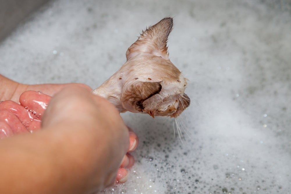 O banho é recomendado para gato com pulga