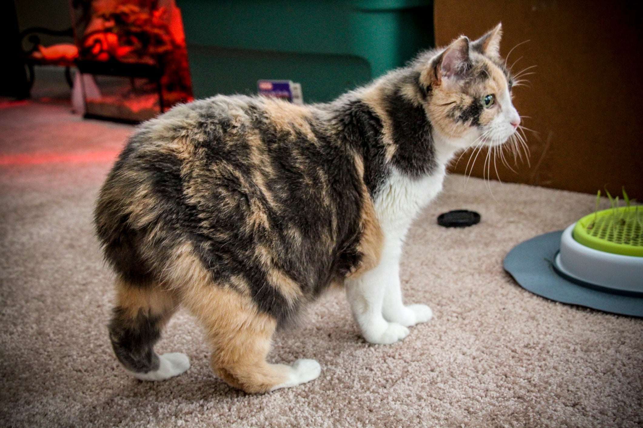 Gatos das raças Manx e Bobtail Japonês são conhecidos por terem o rabo curto ou ausente