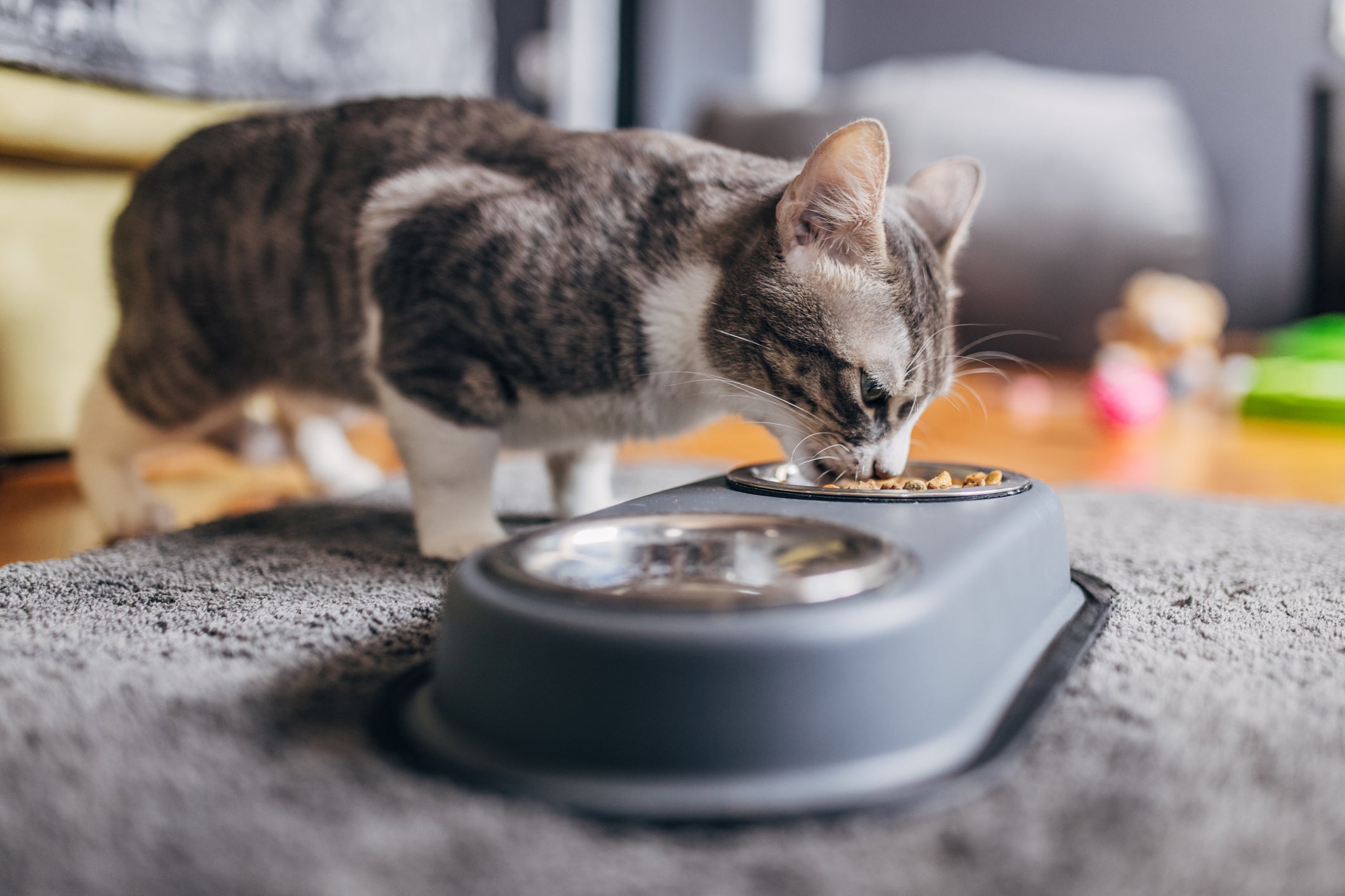 O filhote de gato que come muito rápido pode acabar soluçando