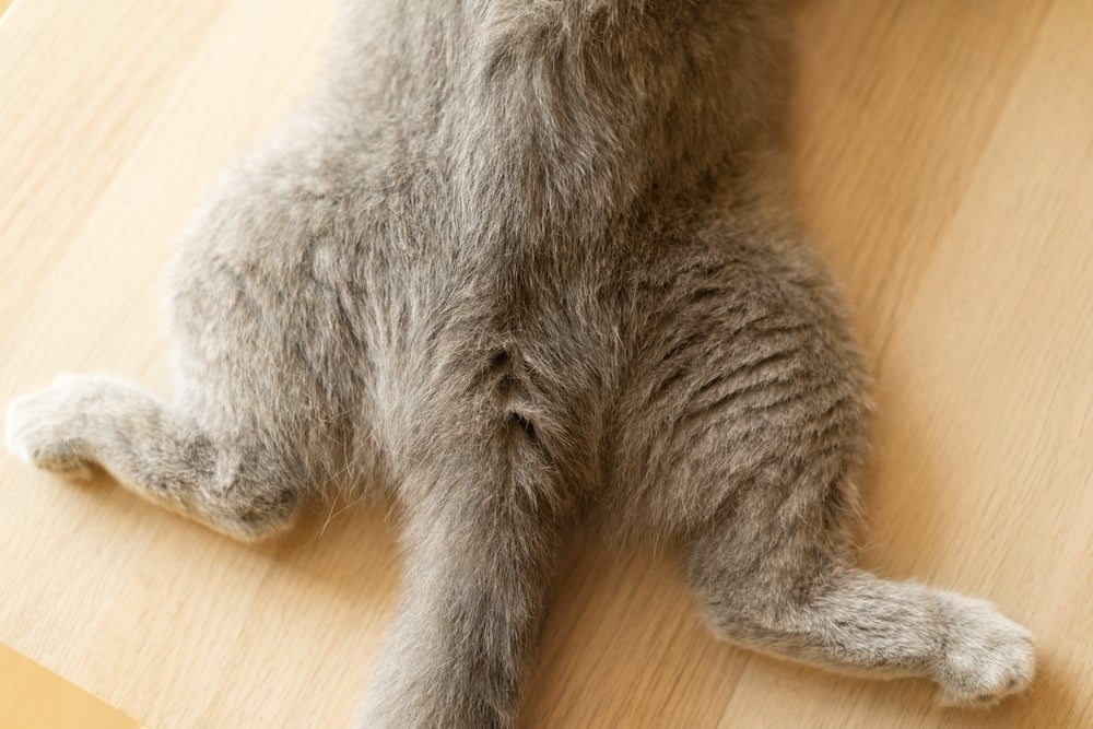 Vermes em gatos: sintomas incluem o animal arrastando a bunda no chão