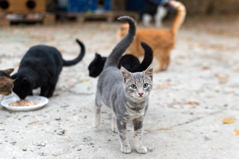 O vitiligo em gatos pode começar com manchas brancas pequenas que vão se alastrando por todo o corpo do pet