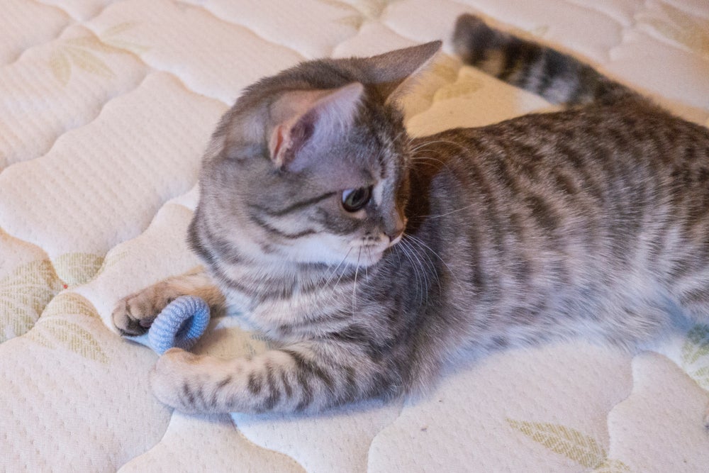 Gato mordendo elástico de cabelo pode trazer complicações sérias para a saúde