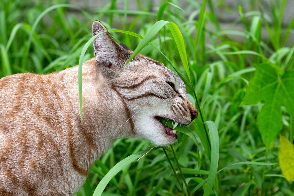 Grama para gatos: veja os benefícios de deixar seu bichinho comer plantas