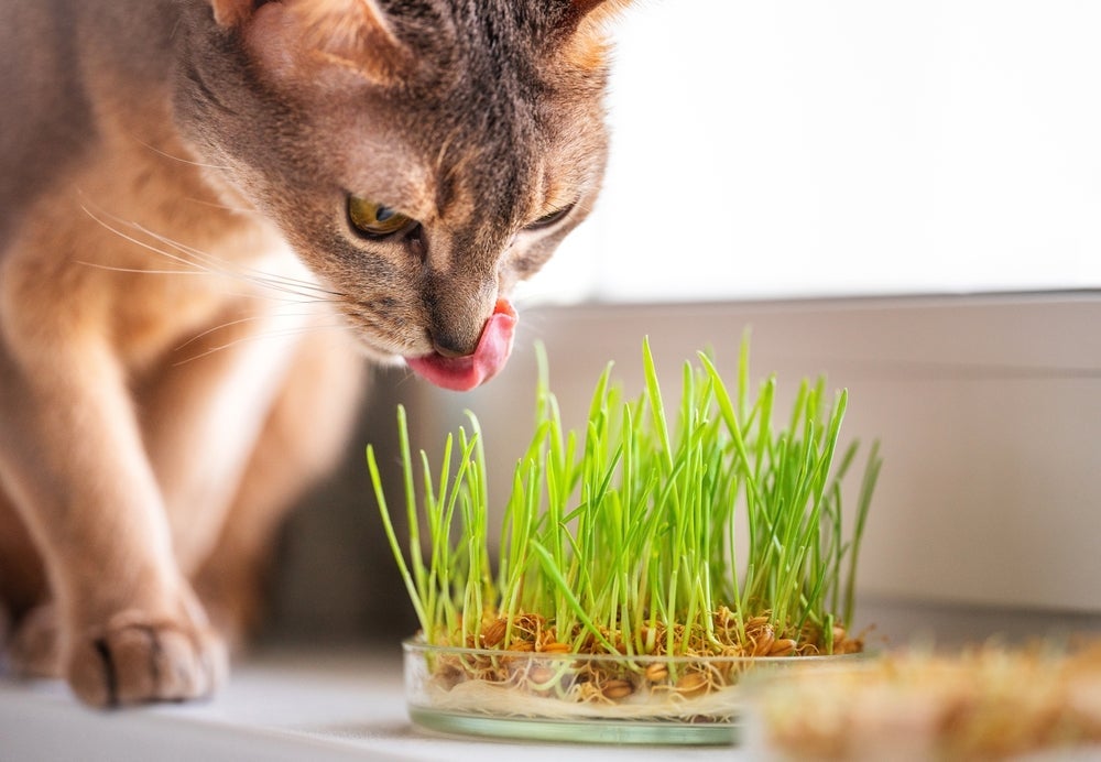 Ter grama para gatos em casa ajuda a estimular os instintos do pet e melhora o fluxo intestinal
