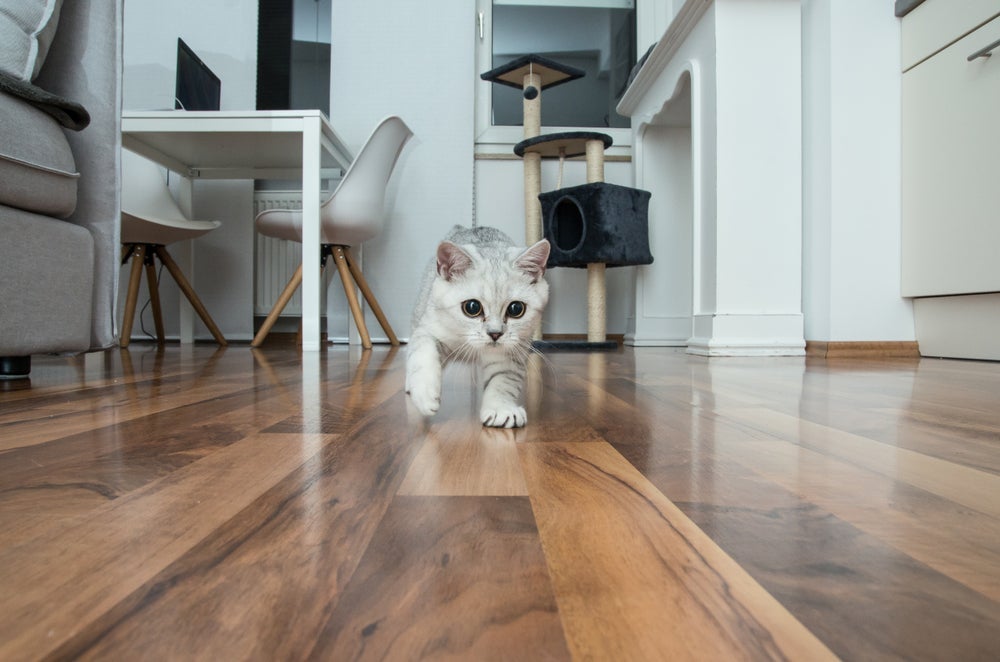 Se vir o gato correndo do nada, estimule ele a brincar.