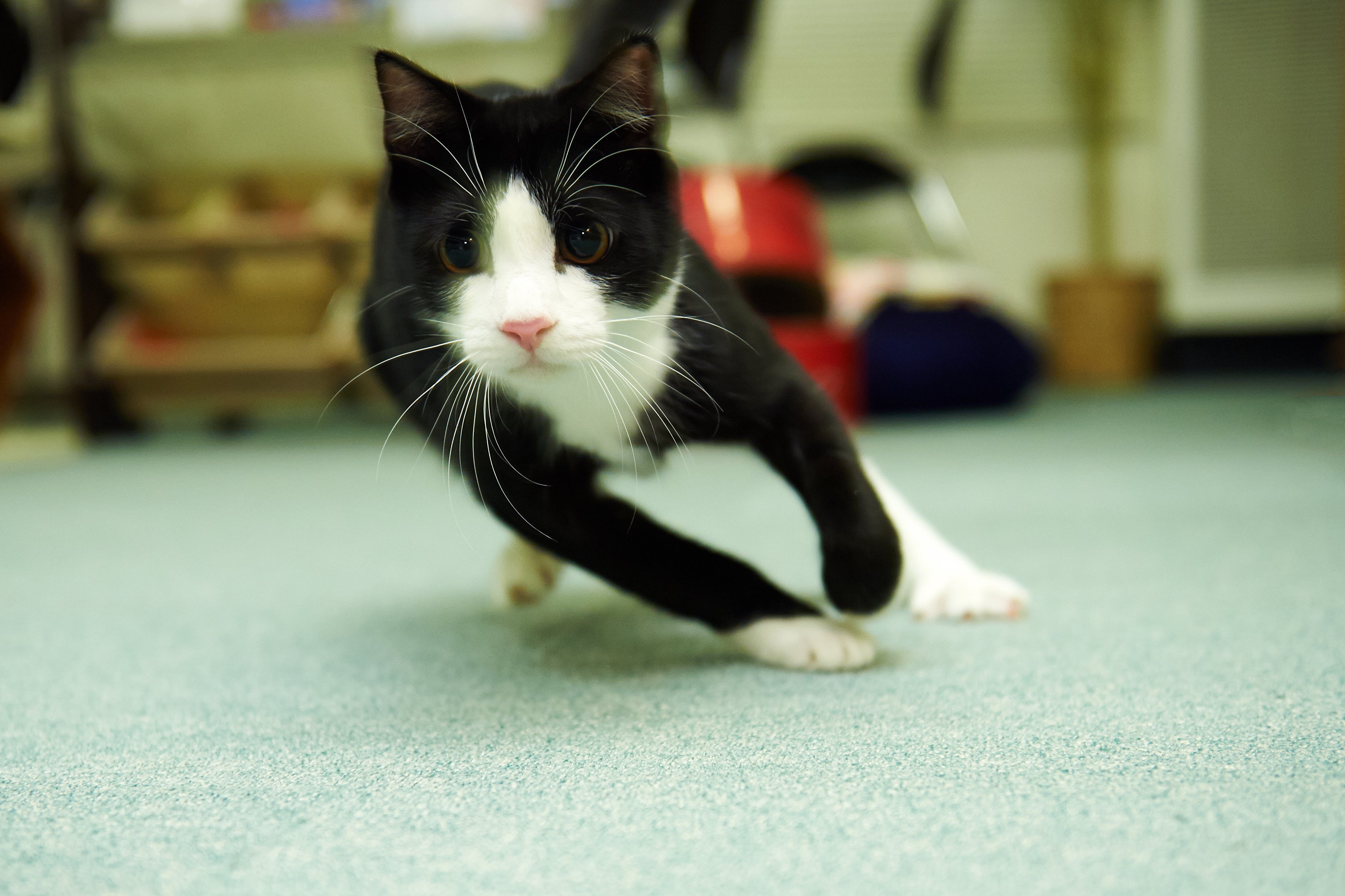 É muito importante que o tutor não incentive o comportamento do gato agitado à noite