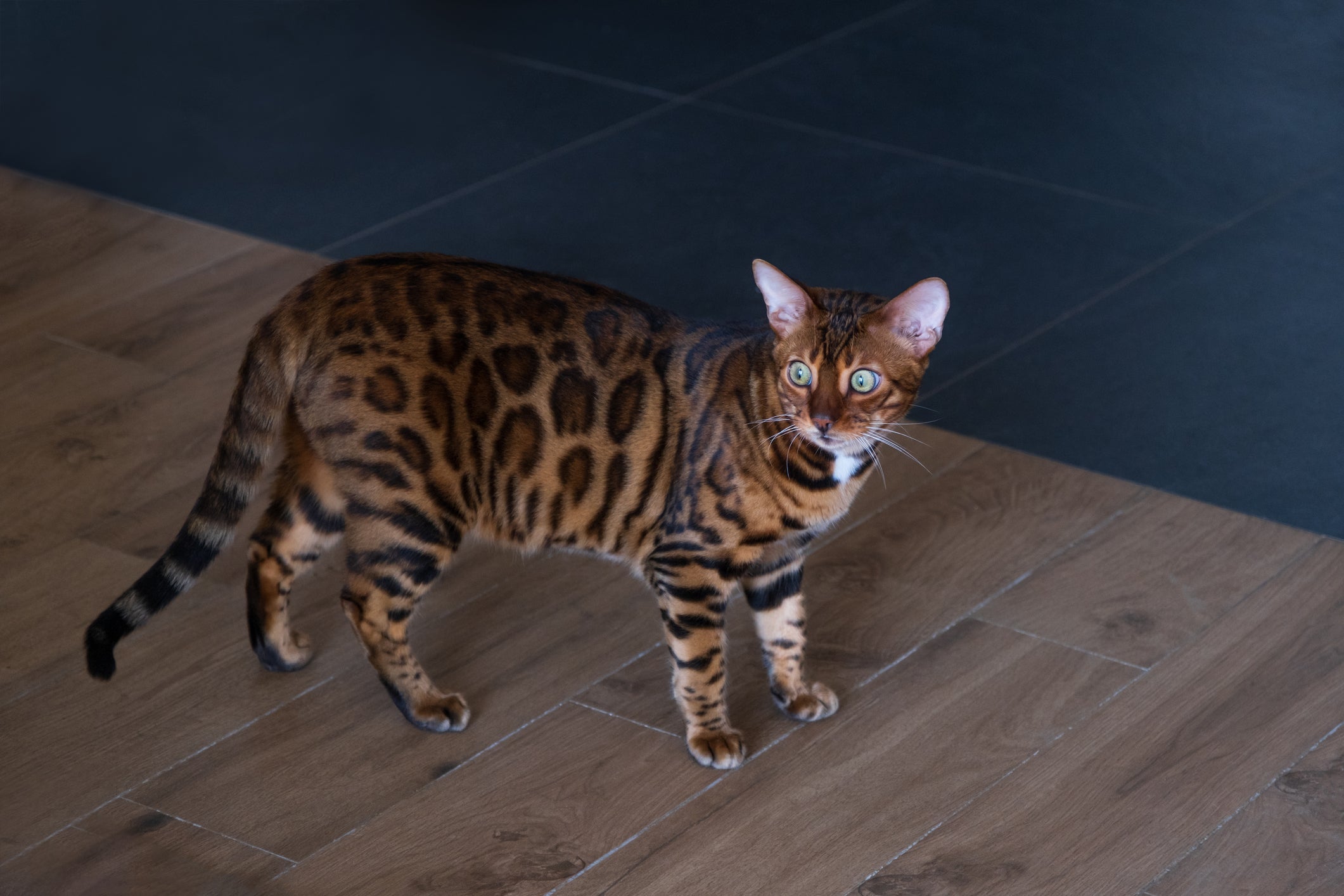 Gato Bengal tem manchinhas parecidas com as das onças e listras como as dos tigres.