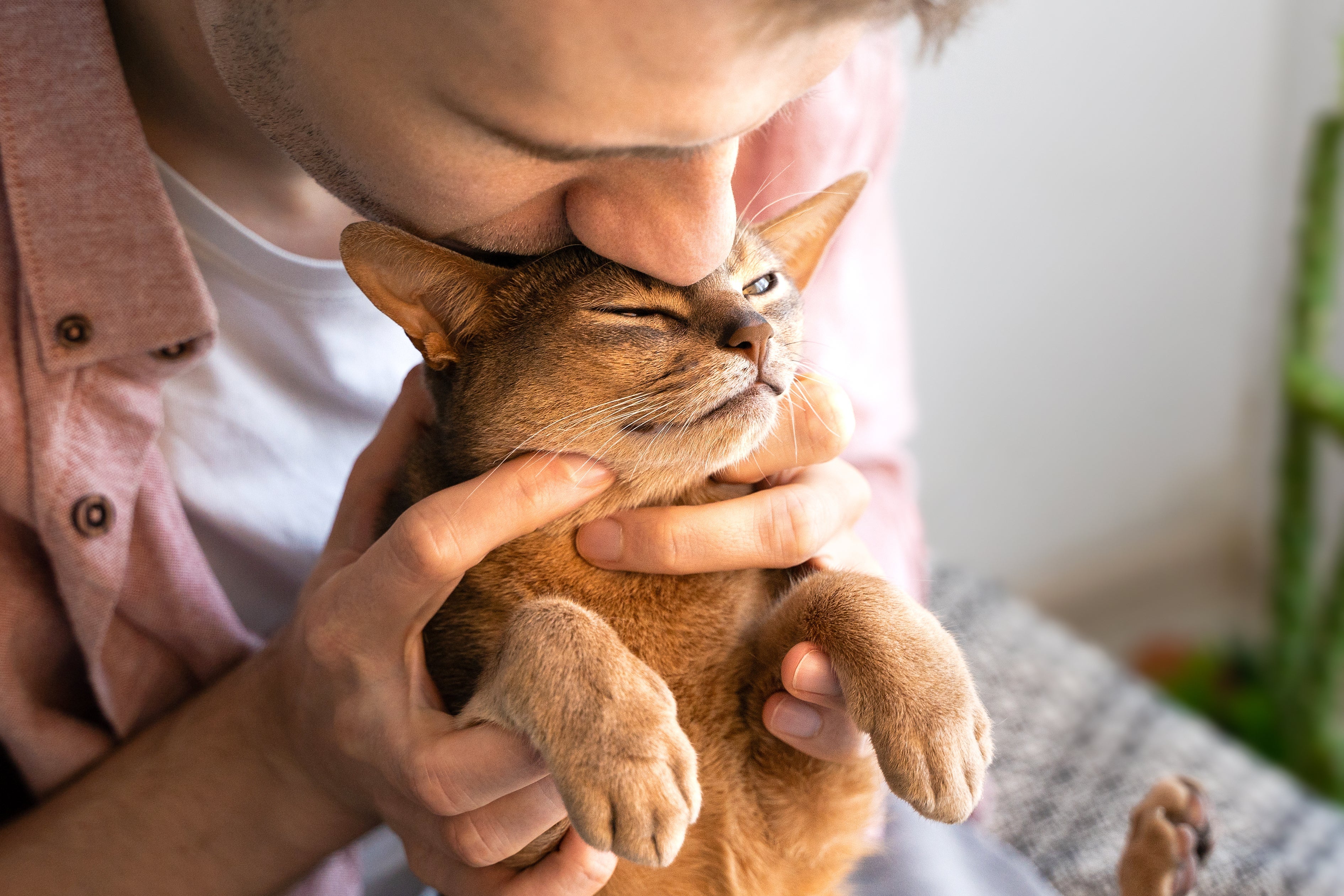 Gatos ronronando nem sempre vão acontecer, então aceite que está tudo bem se não conseguir