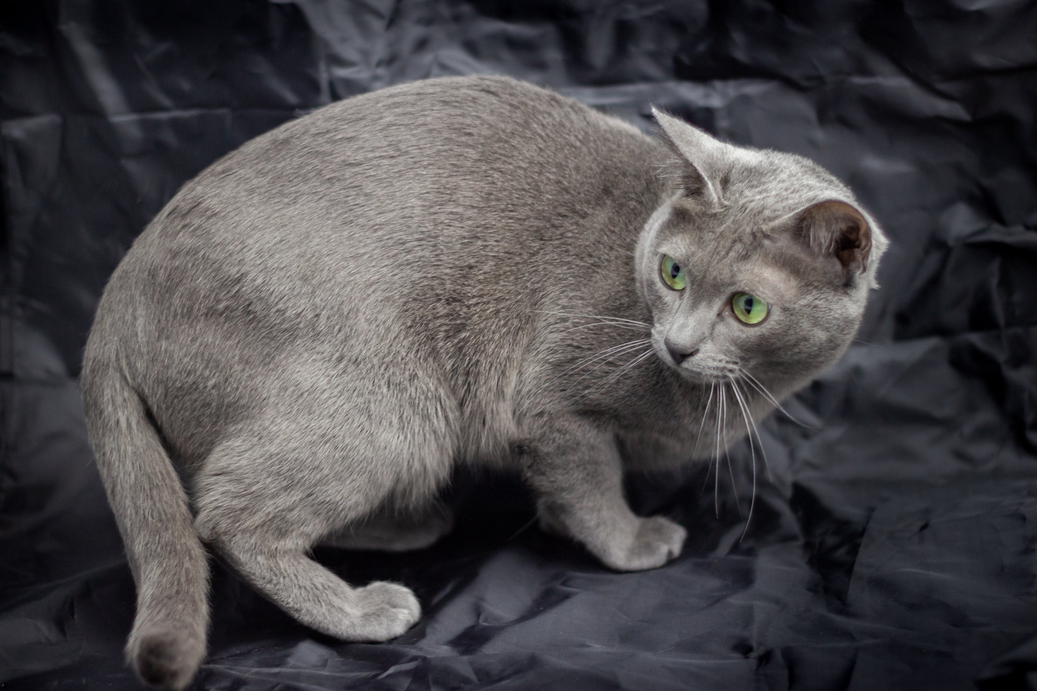 O Korat está sempre de olho e mantendo sua pose de lí­der, exatamente como todo capricorniano