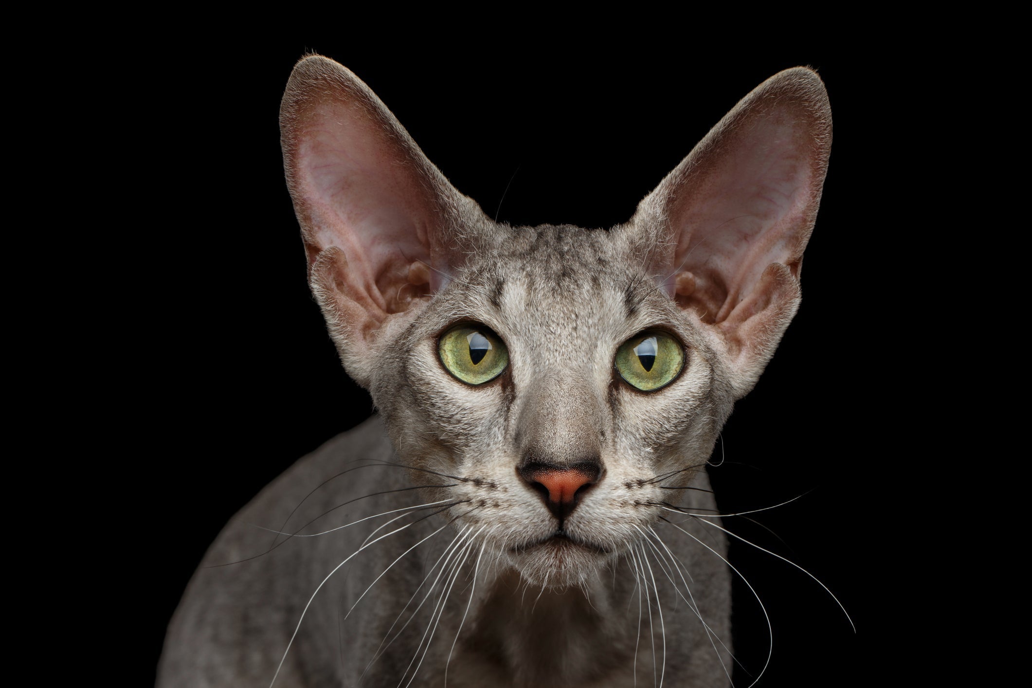 O signo de gato mais carente é o de peixes, representado pelo gato sem pelo Peterbald