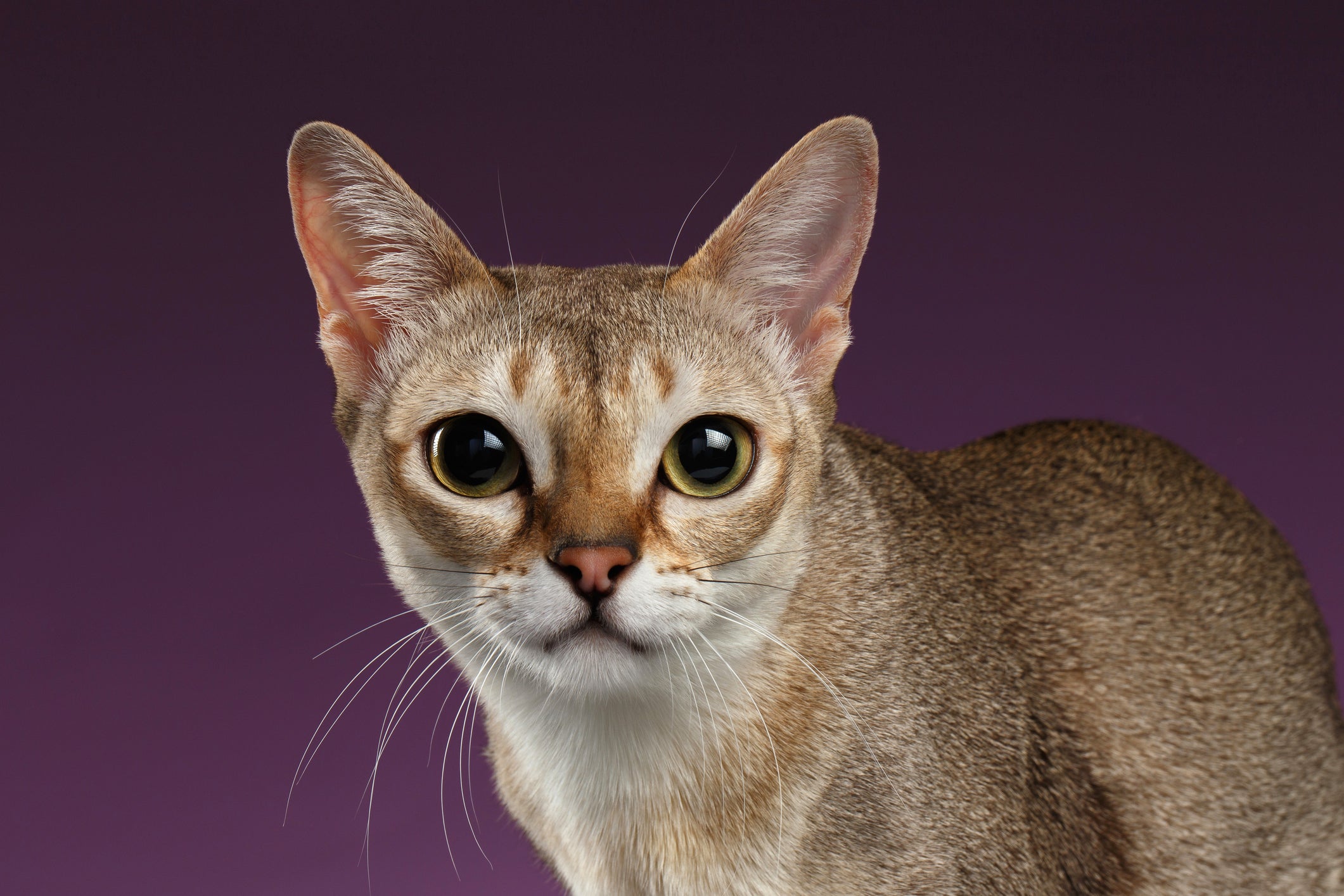 O gato Singapura é bastante brincalhão e cheio de energia
