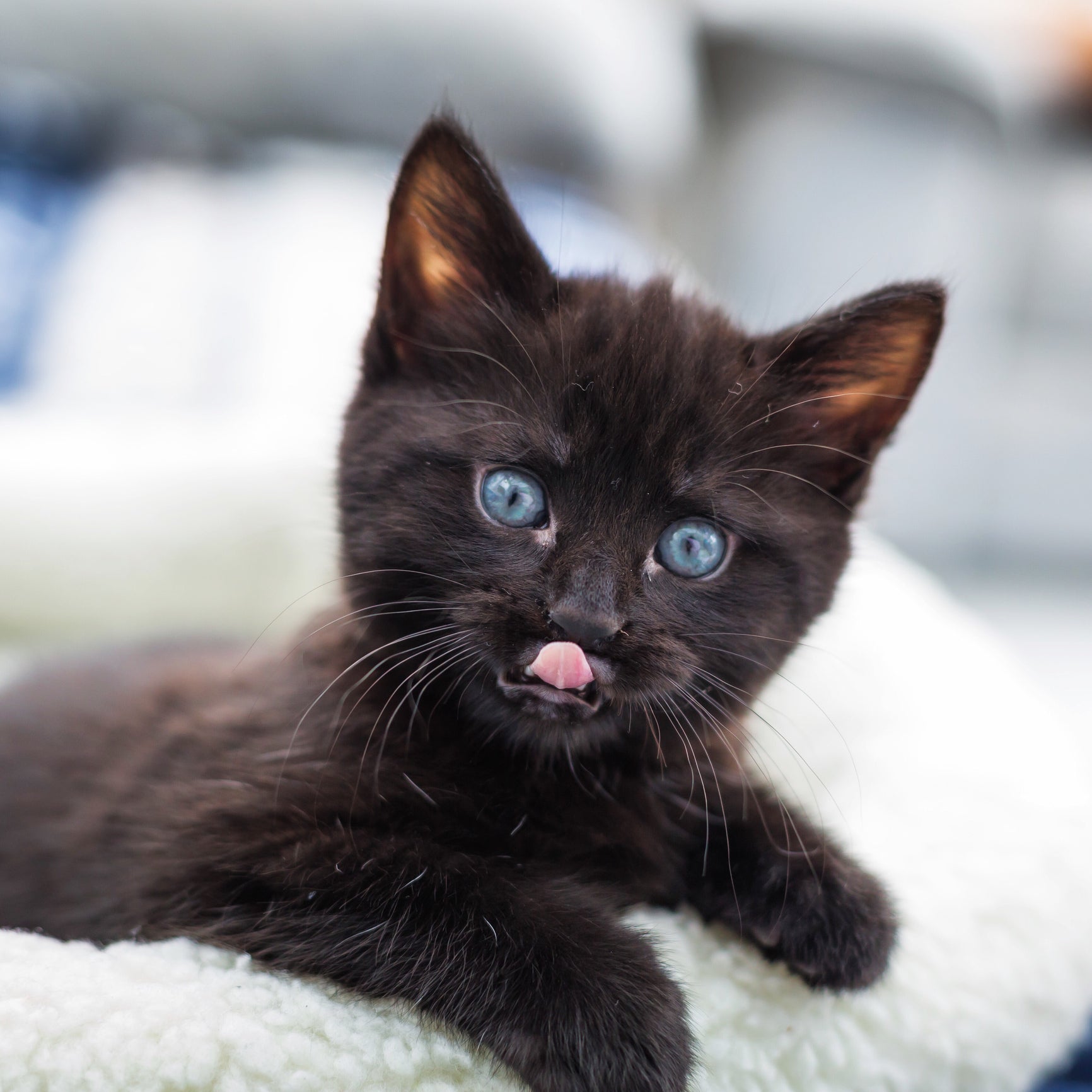 É muito raro encontrar gatos pretos de olhos azuis