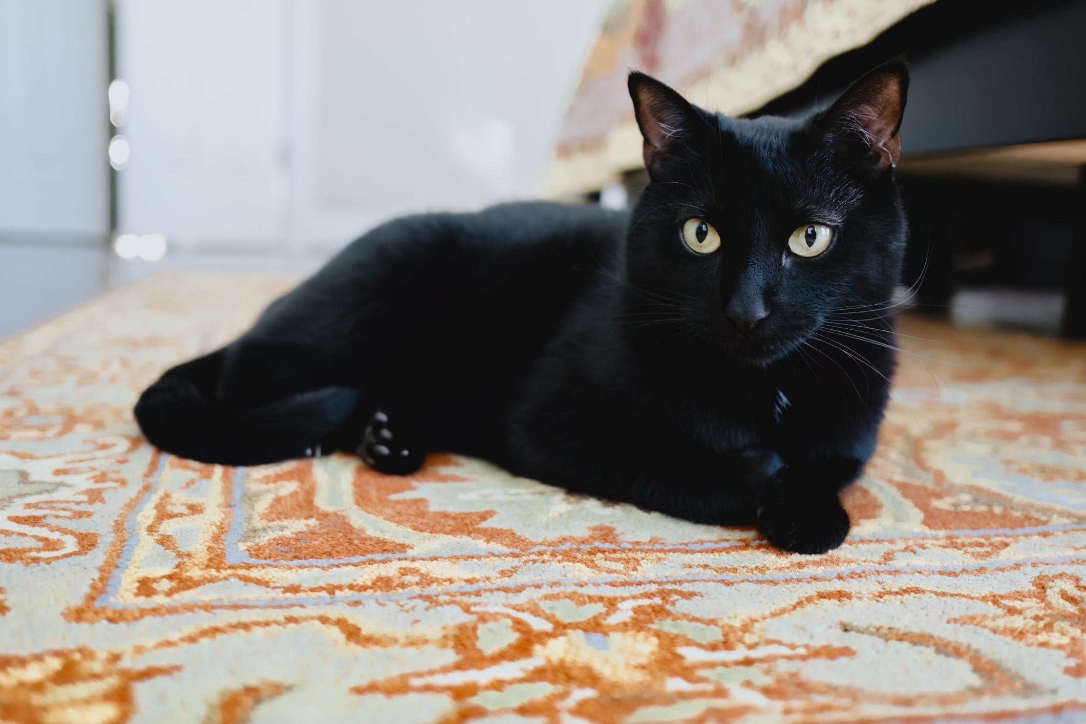 Esse é um gato preto de raça de baixa manutenção