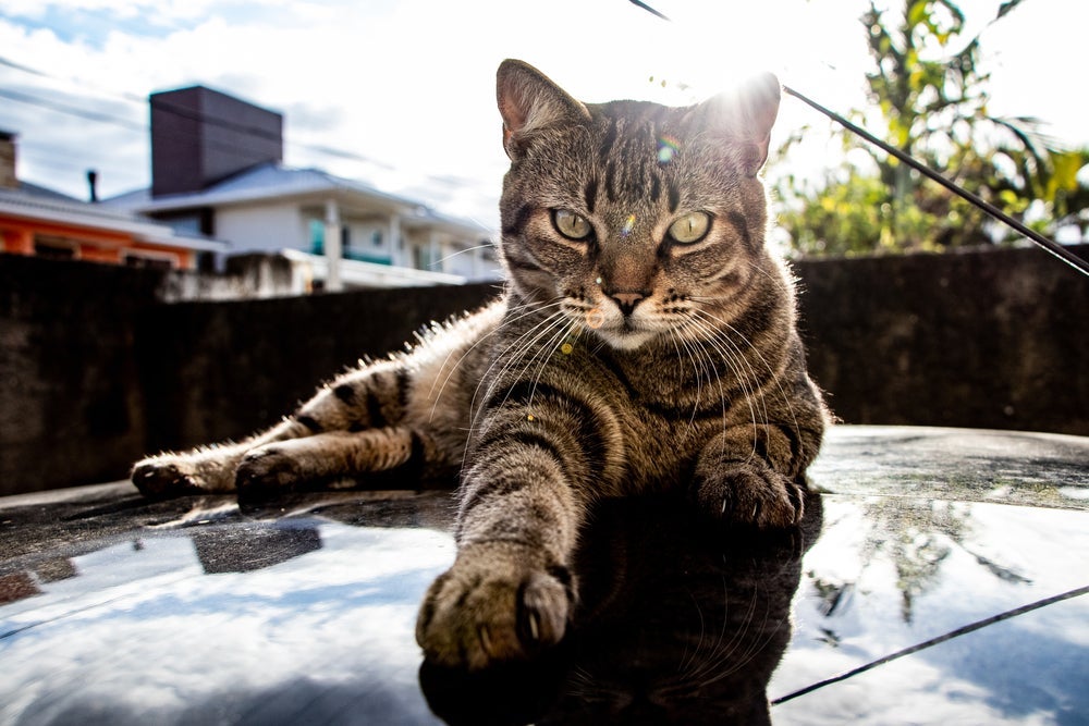 O gato de Pelo Curto Brasileiro pode viver 20 anos 