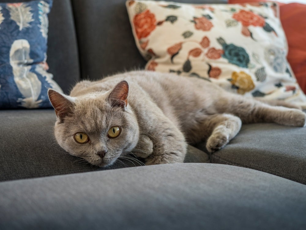 O gato de Pelo Curto Inglês é super tranquilo