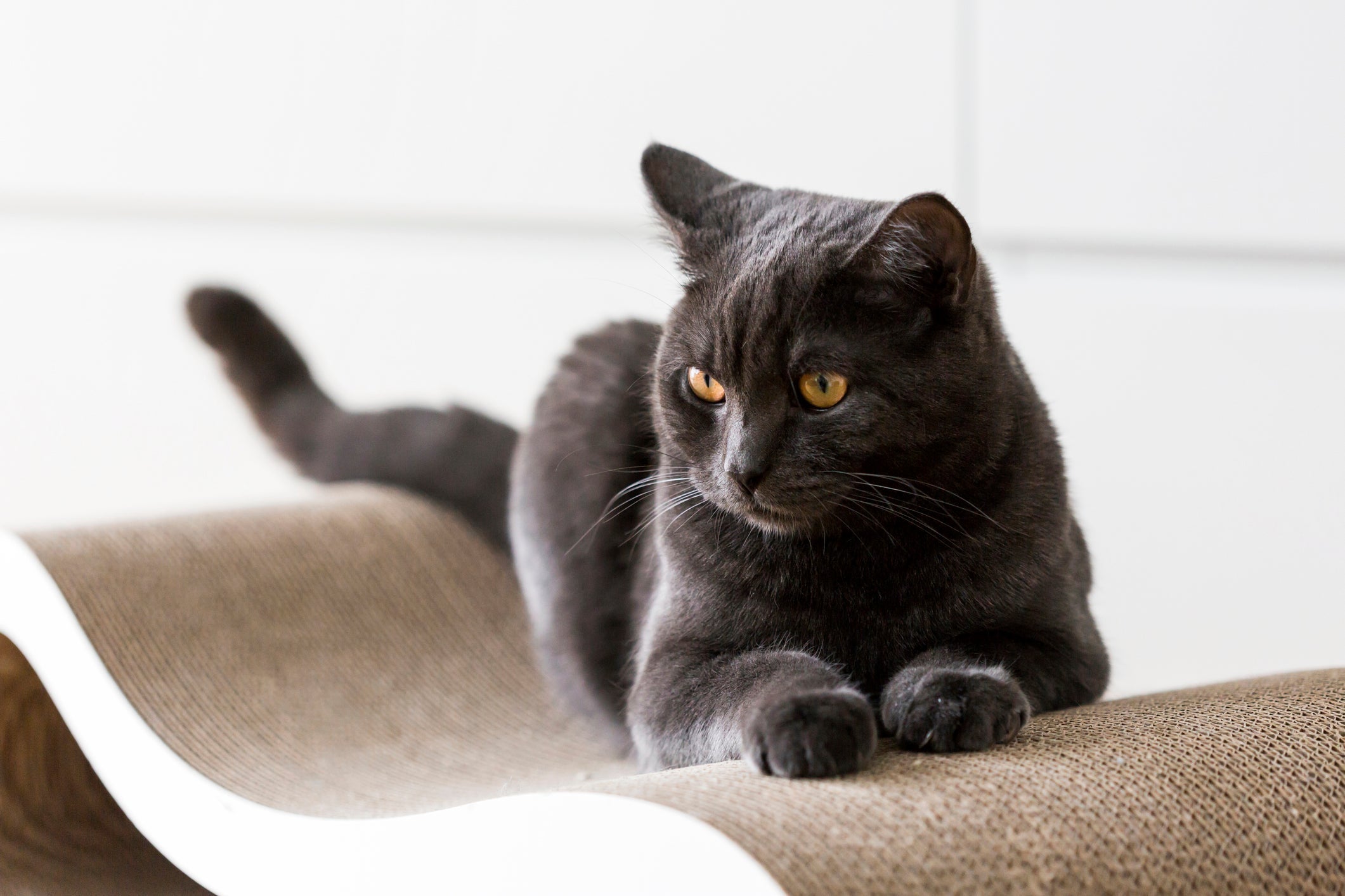 A pelagem do Gato de Pelo Curto Inglês parece veludo