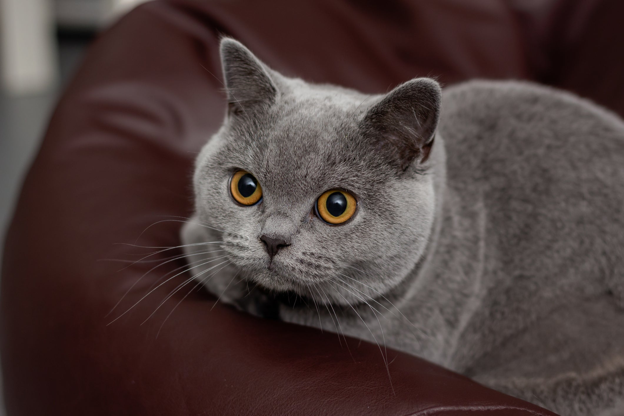 O Gato de Pelo Curto está sempre com vontade de comer uma raçãozinha, como todo bom taurino