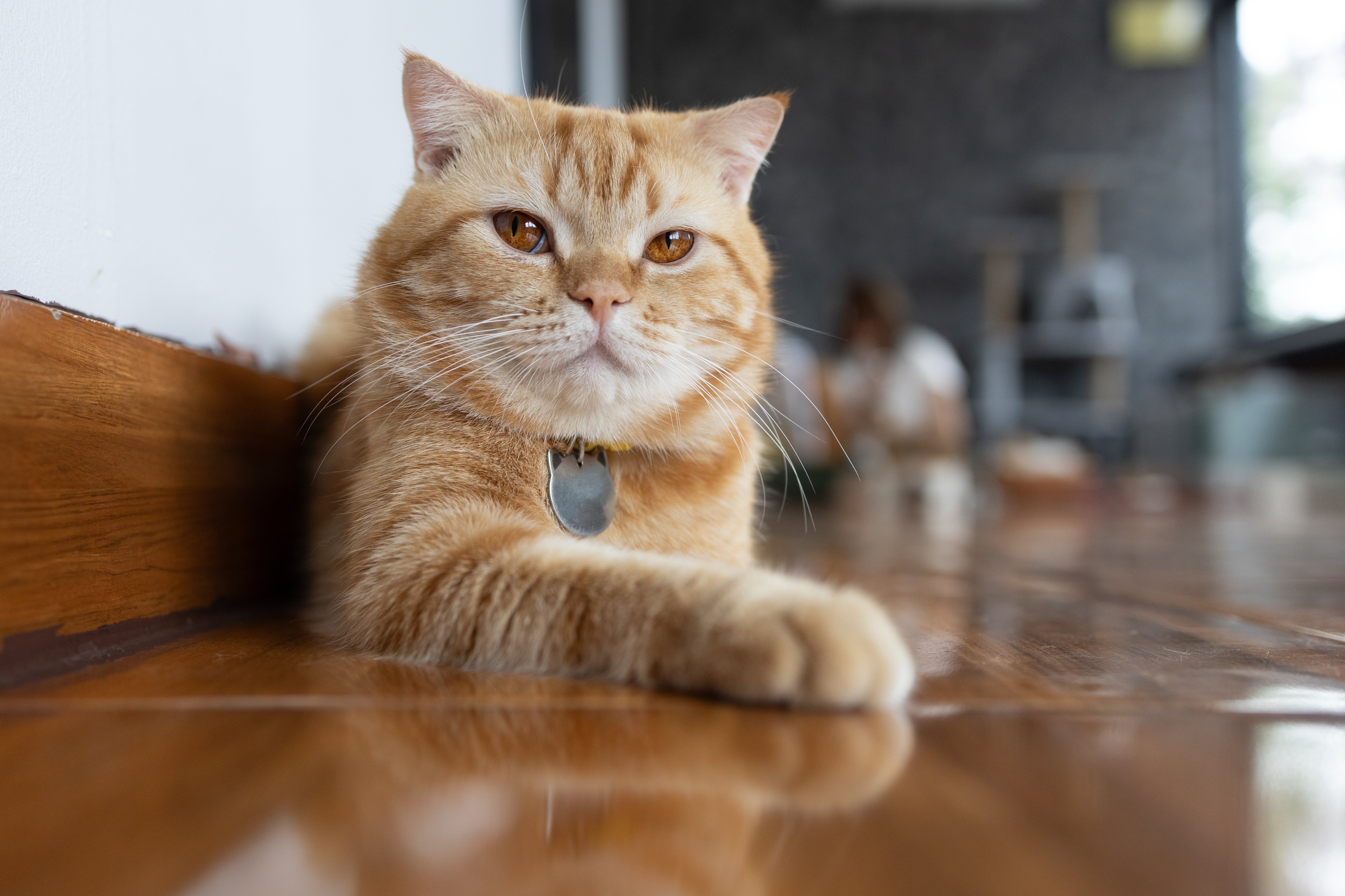 O gato de Pelo Inglês está entre as raças mais saudáveis