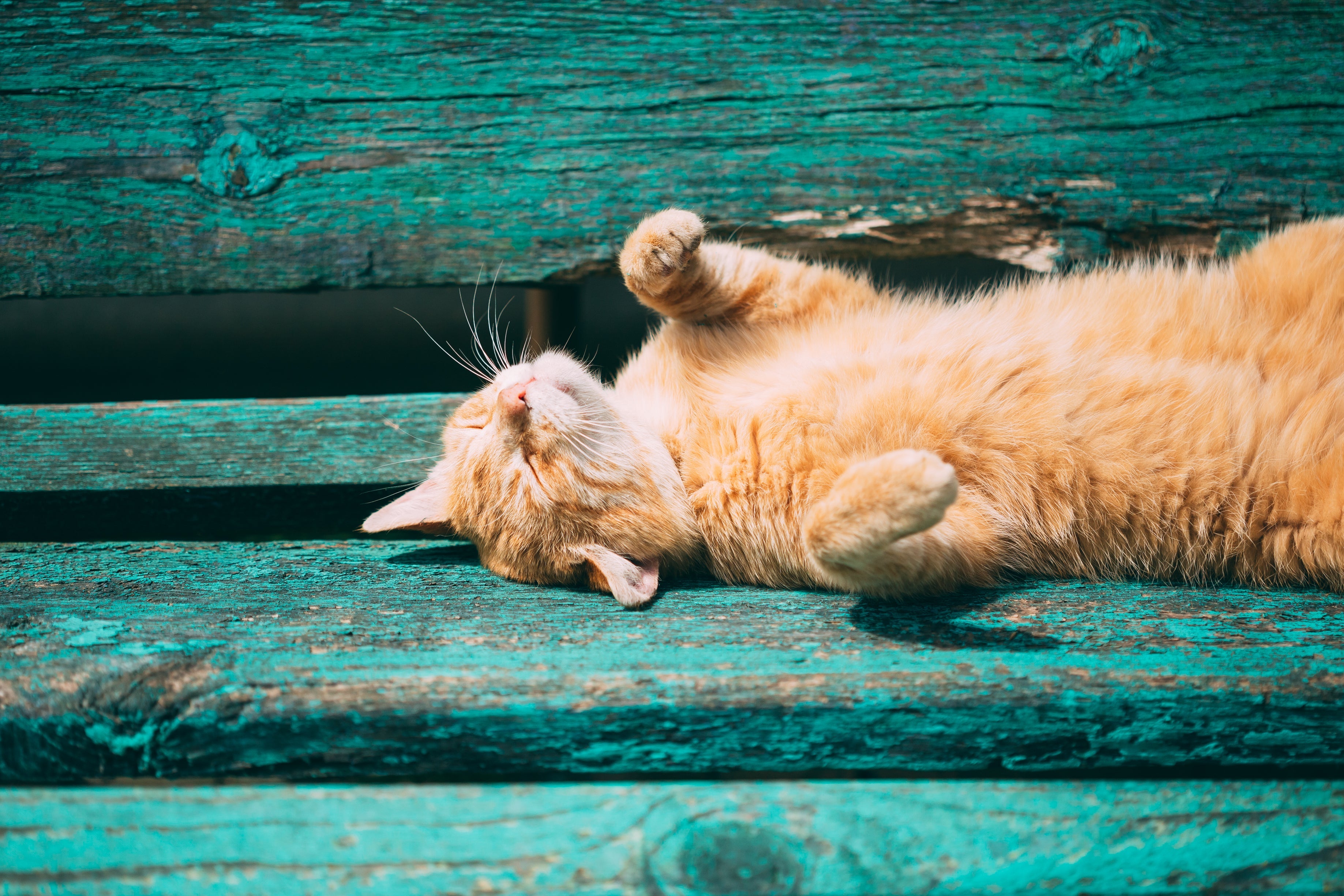 Gato desmaiado pode ter relação com o calor