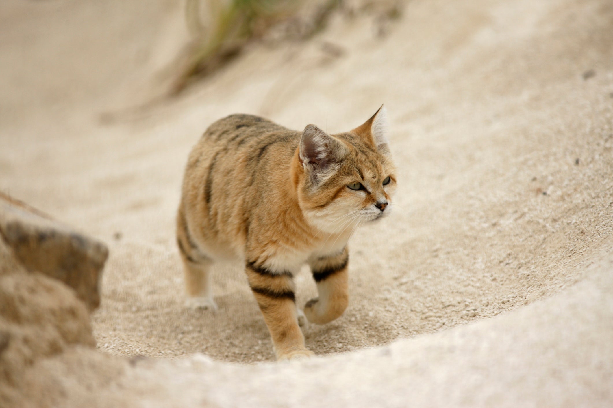 O gato Felis margarita é uma raça exótica com ótima audição e perspicácia para se esconder de predadores