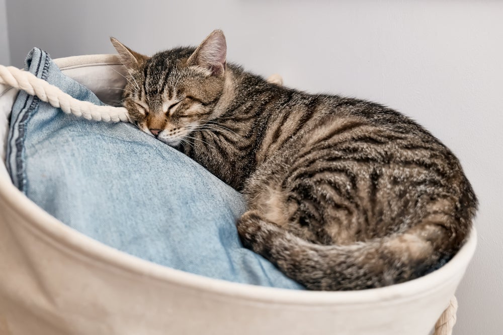 O gato dormindo muito não é normal