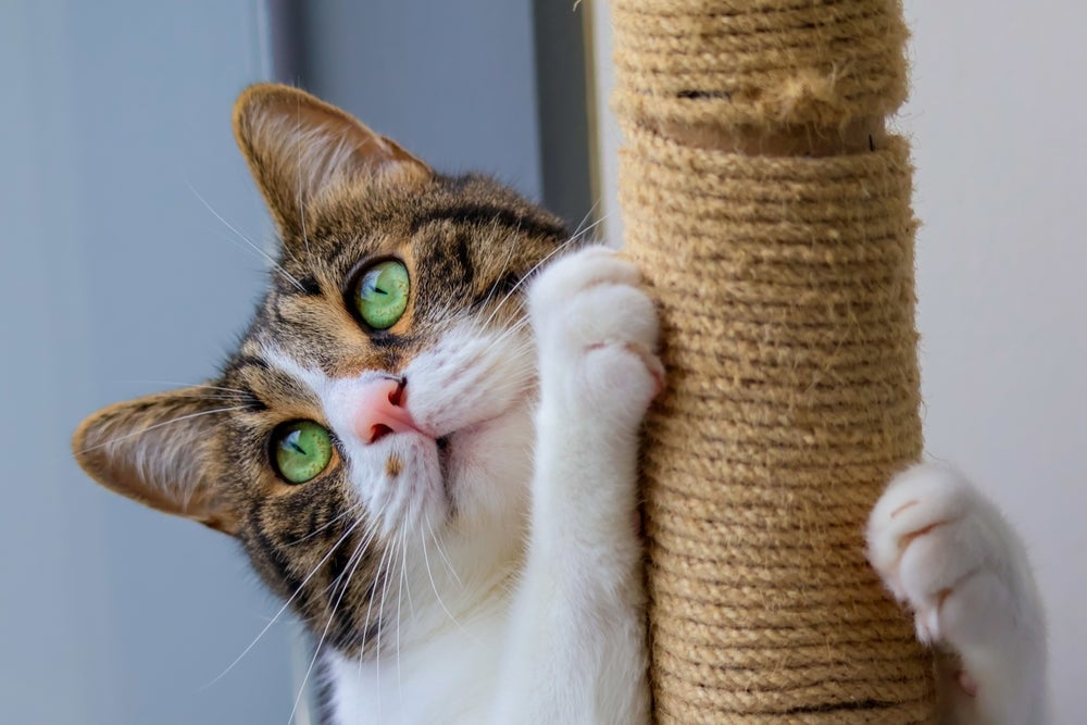 O gato doméstico tem o hábito de afiar as unhas igual aos gatos selvagens