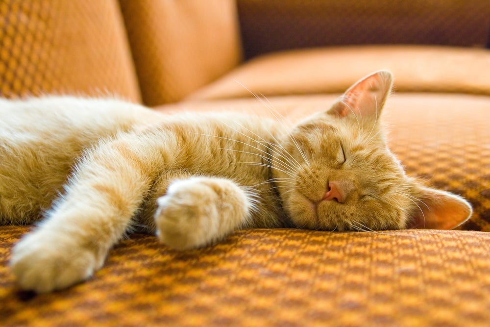 Gato dormindo de lado tem um sono de campeão! Essa é uma das melhores posições para descansar