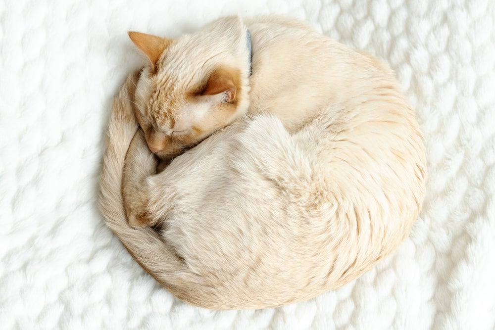 Bastante comum, o gato dormindo na posição de bolinha significa que ele está tentando se aquecer e proteger os órgãos vitais