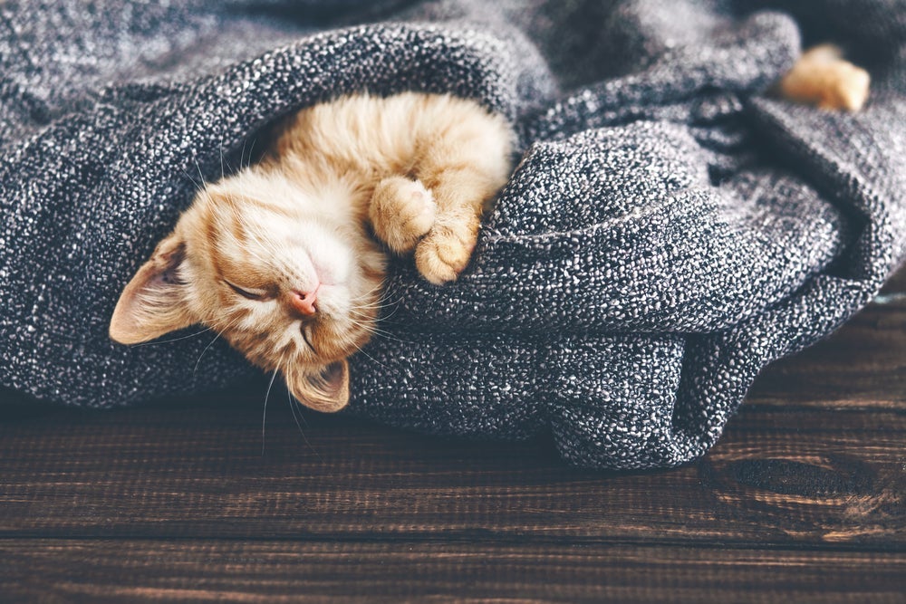 Gato dormindo: ofereça ao seu pet uma manta bem quentinha, instale redes pela casa ou providencie uma cama de gato bem fofinha para que o animal descanse bem.