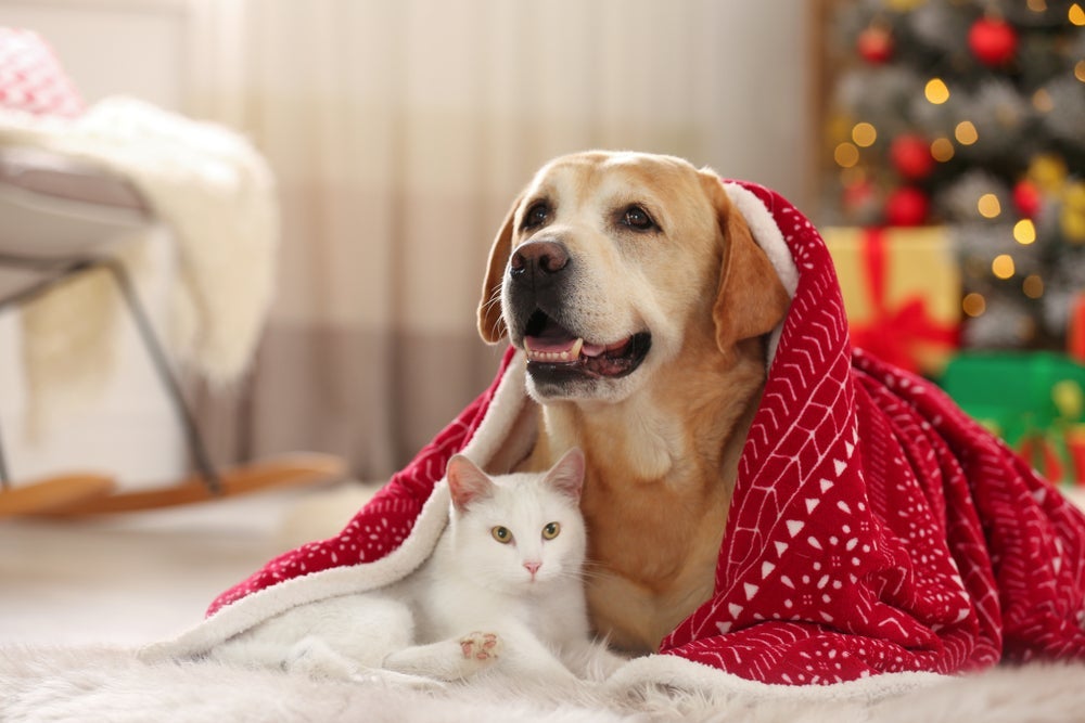 Uma dica de como acalmar um gato ou cachorro com medo de fogos é criar espaços aconchegantes para ele se esconder