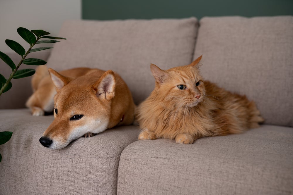 Depressão em gatos e cachorros: transtorno pode ser provocado pela chegada de outro animal em casa
