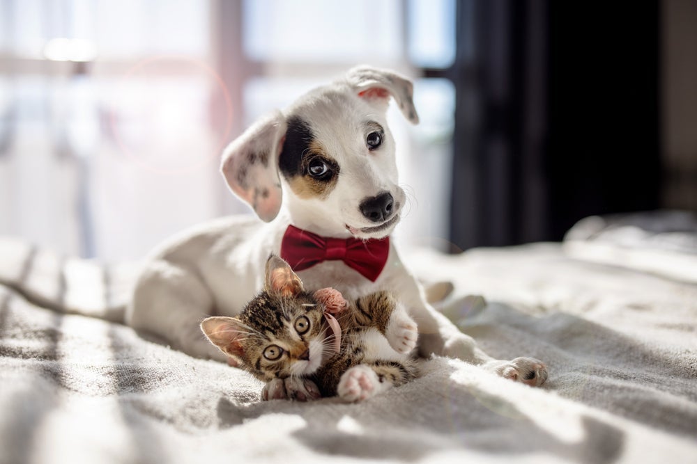 Conviver com um cachorro e gato pode ser muito prazeroso