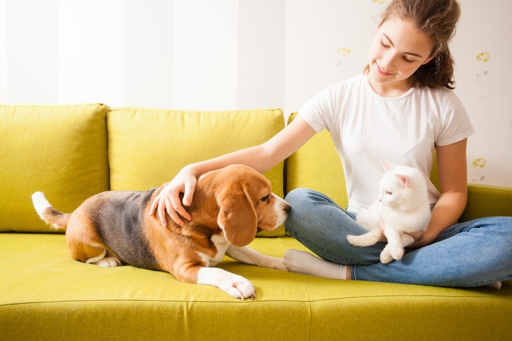 Gato e cachorro juntos precisam de tempo para se acostumar. Socialização precisa de cautela