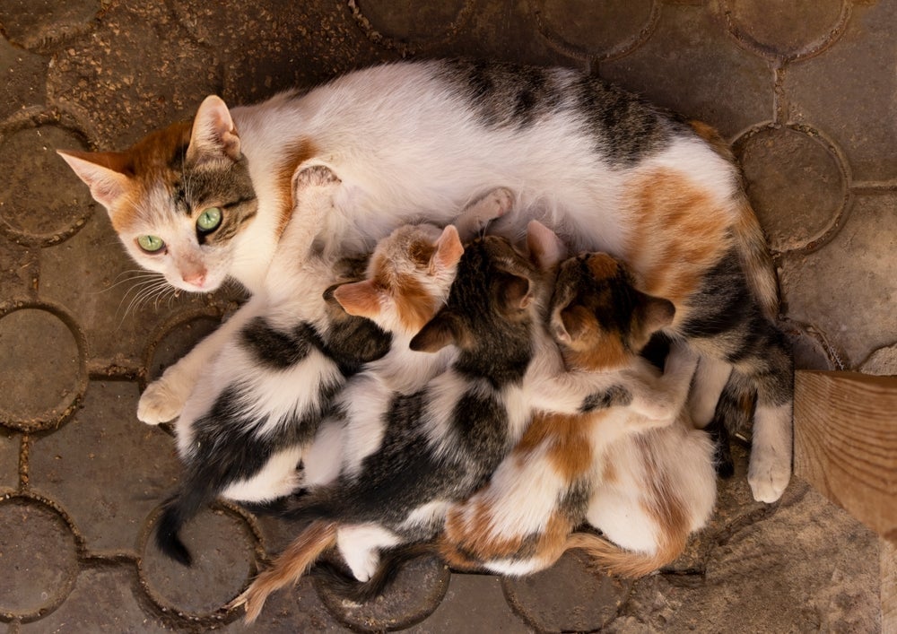 Assim como todos os mamíferos, gato produz leite para amamentar os filhotes