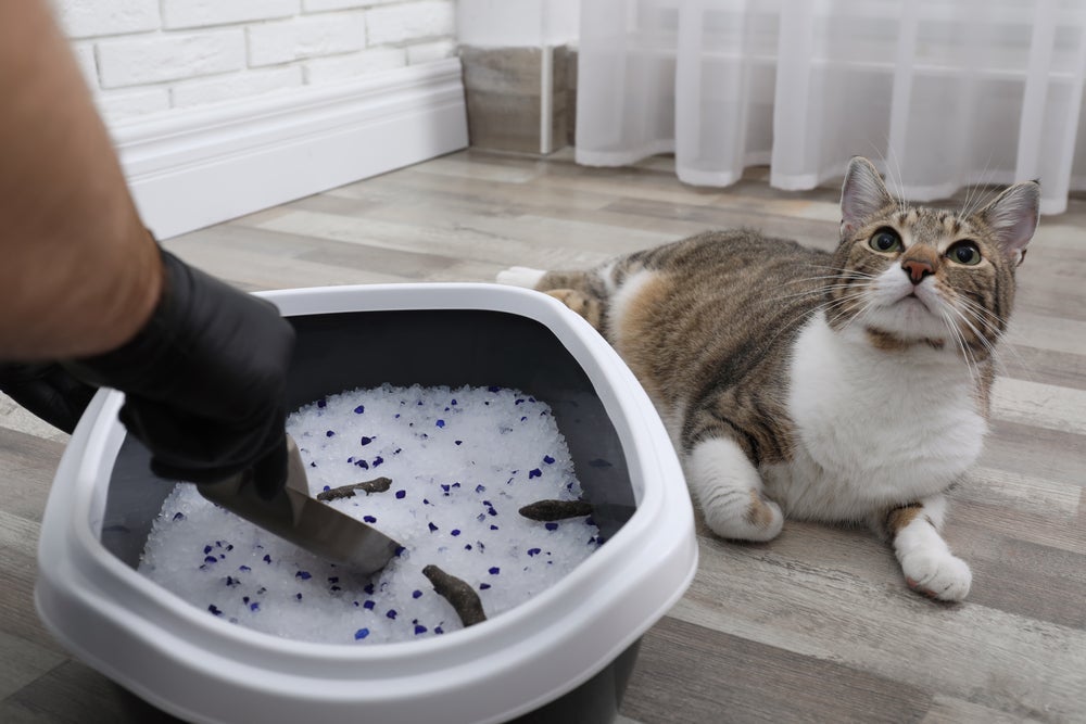 A transmissão da toxoplasmose ocorre, principalmente, pelo manuseio inadequado das fezes do gato
