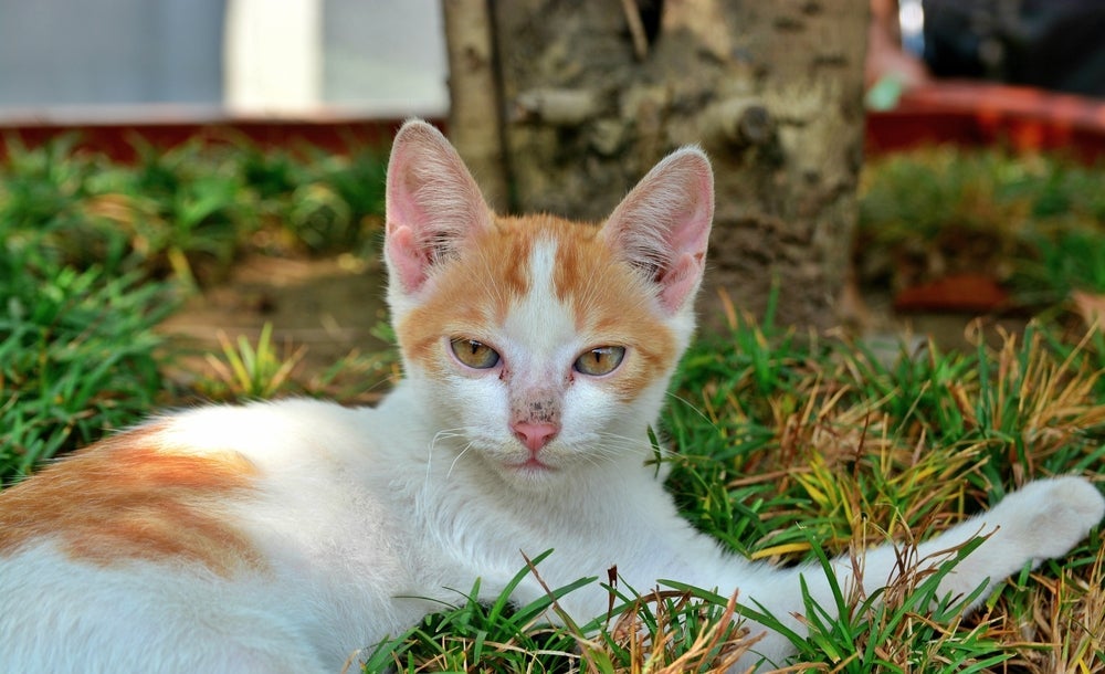 A raça de gato grego Egeu é super comunicativa e tem facilidade de conviver com humanos