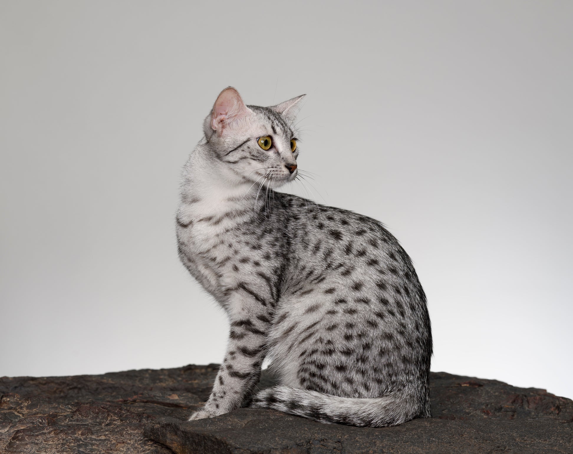 Gato egí­pcio: raça Mau Egípcio foi desenvolvida a partir de dois felinos do país africano