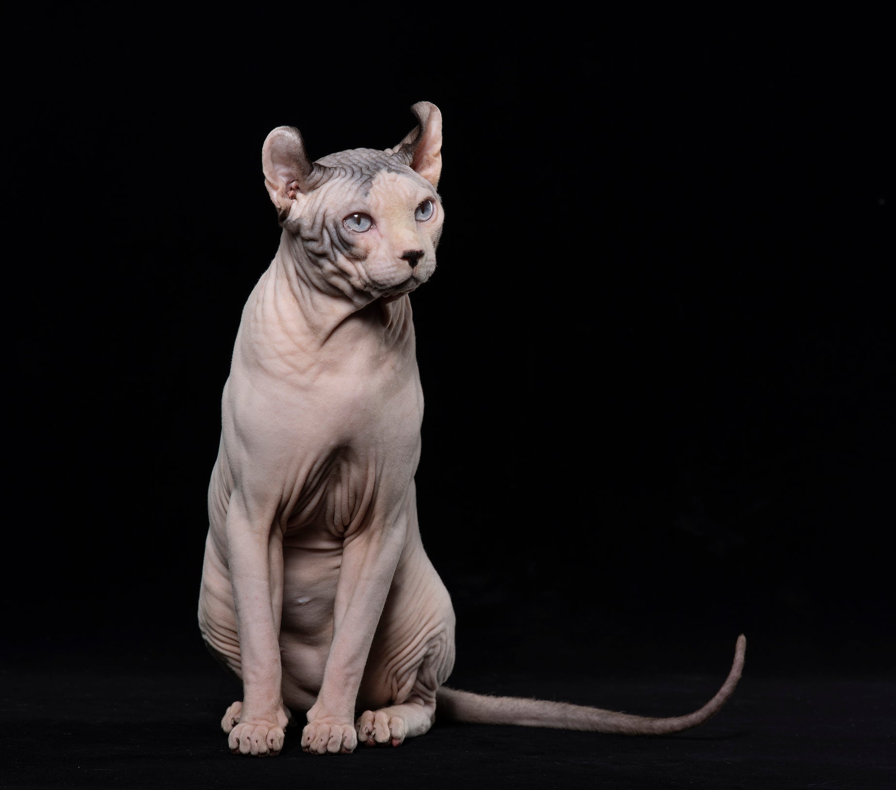 O gato sem pelos, ao contrário dos outros felinos, precisa de banho e limpeza frequente