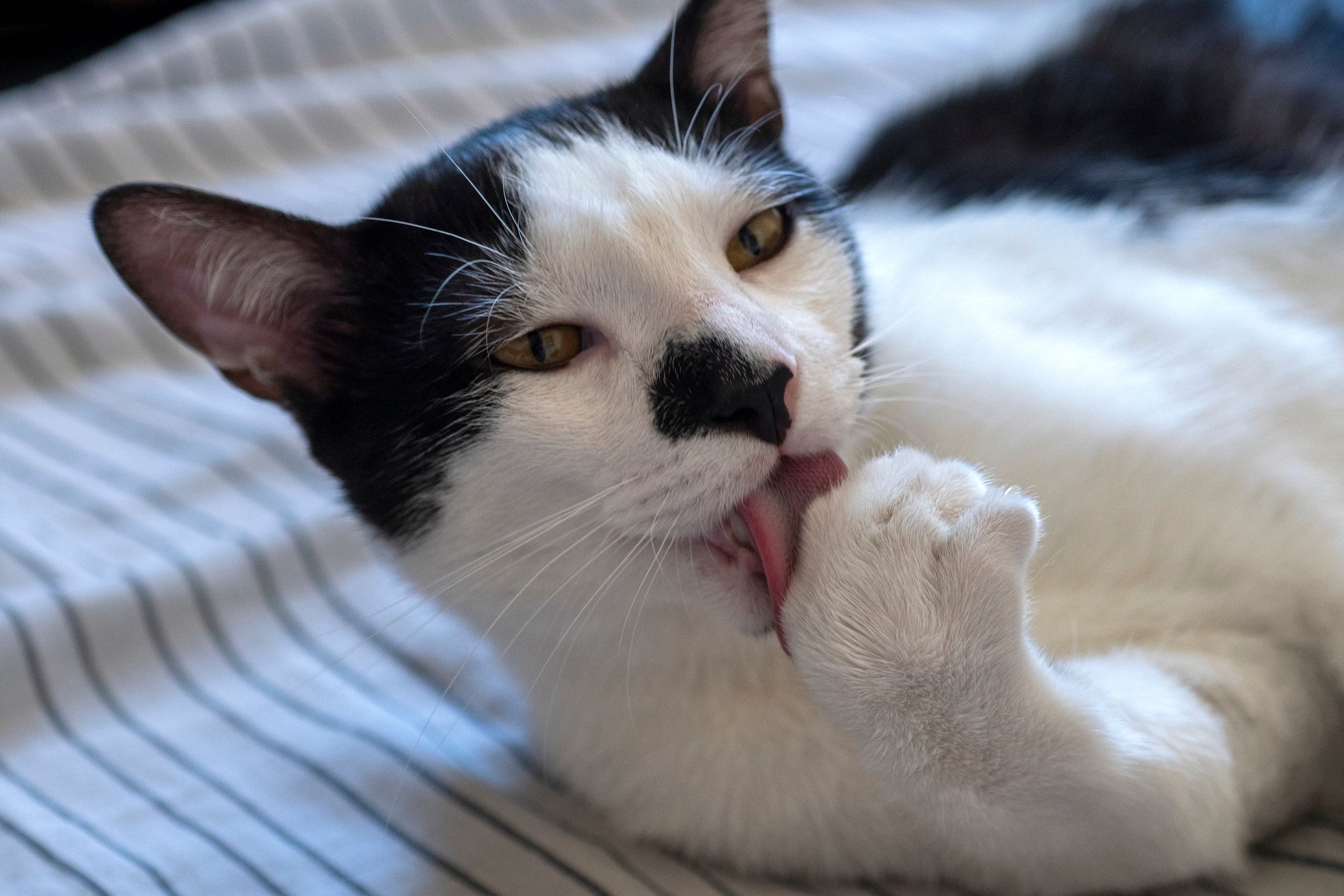 Quando o gato leva a pata à boca: sinal de engasgamento ou apenas de higiene?