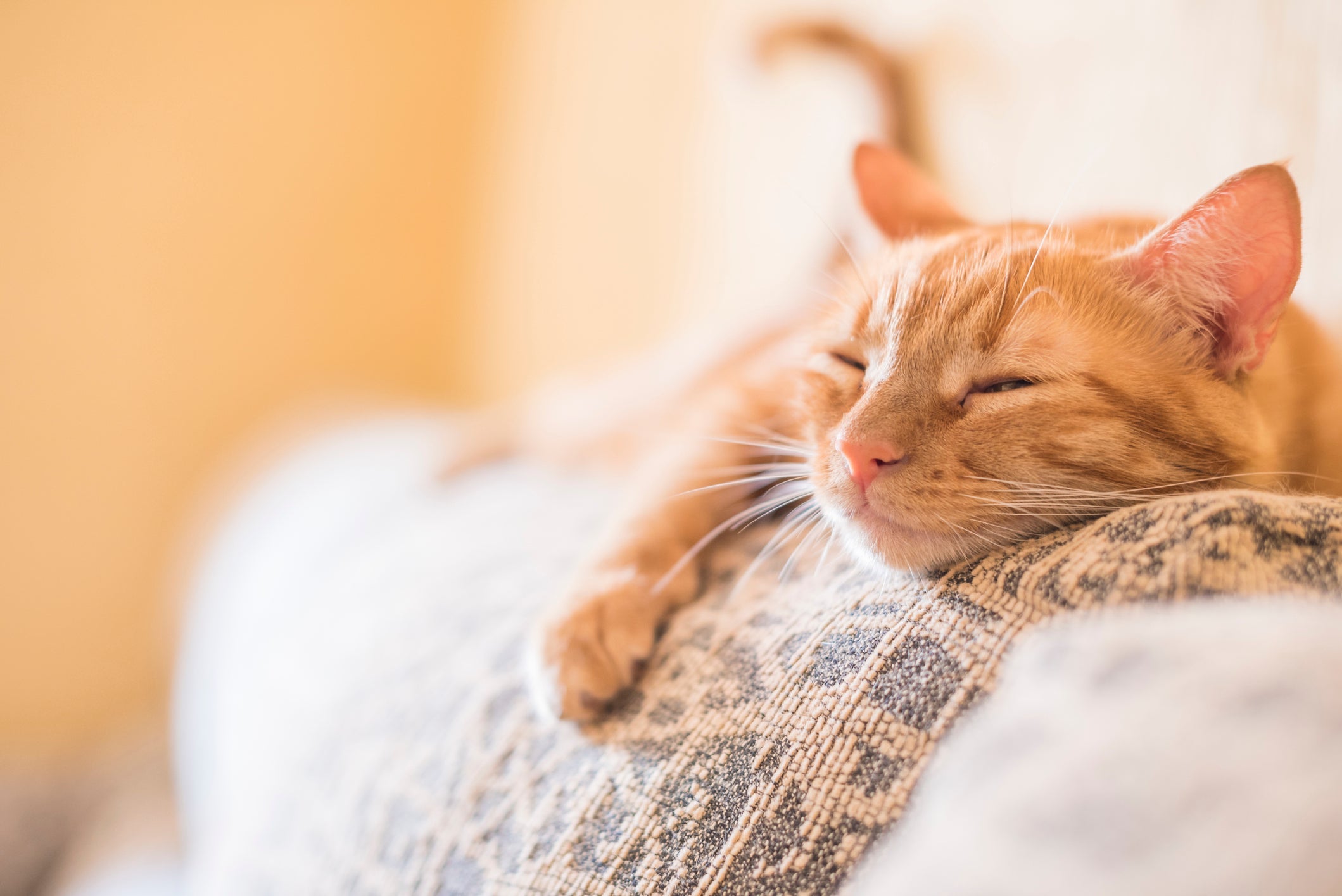 Quando um gato dorme muito, pode ser sinal de tédio