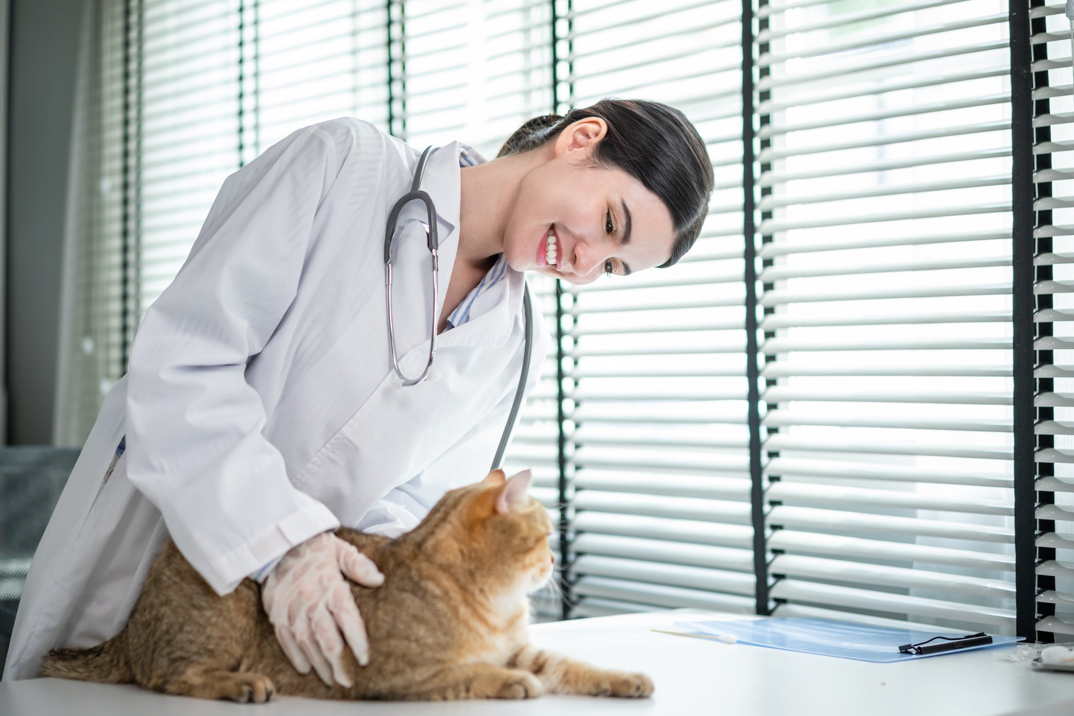 Ao observar sintomas de gato envenenado, leve o animal ao veterinário imediatamente