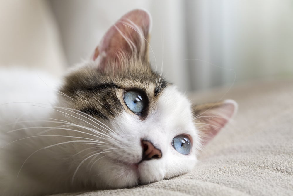 Como os gatos enxergam: poucas cores e distância, muita precisão no escuro e visão periférica.