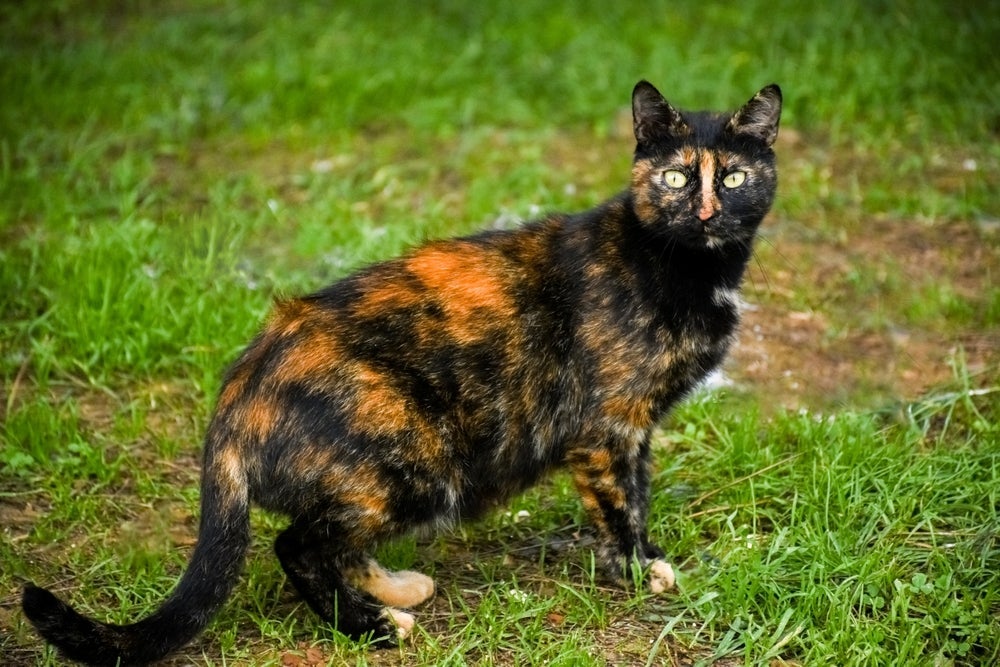 Gatos escaminhas são naturalmente tímidos e super carinhosos com sua família