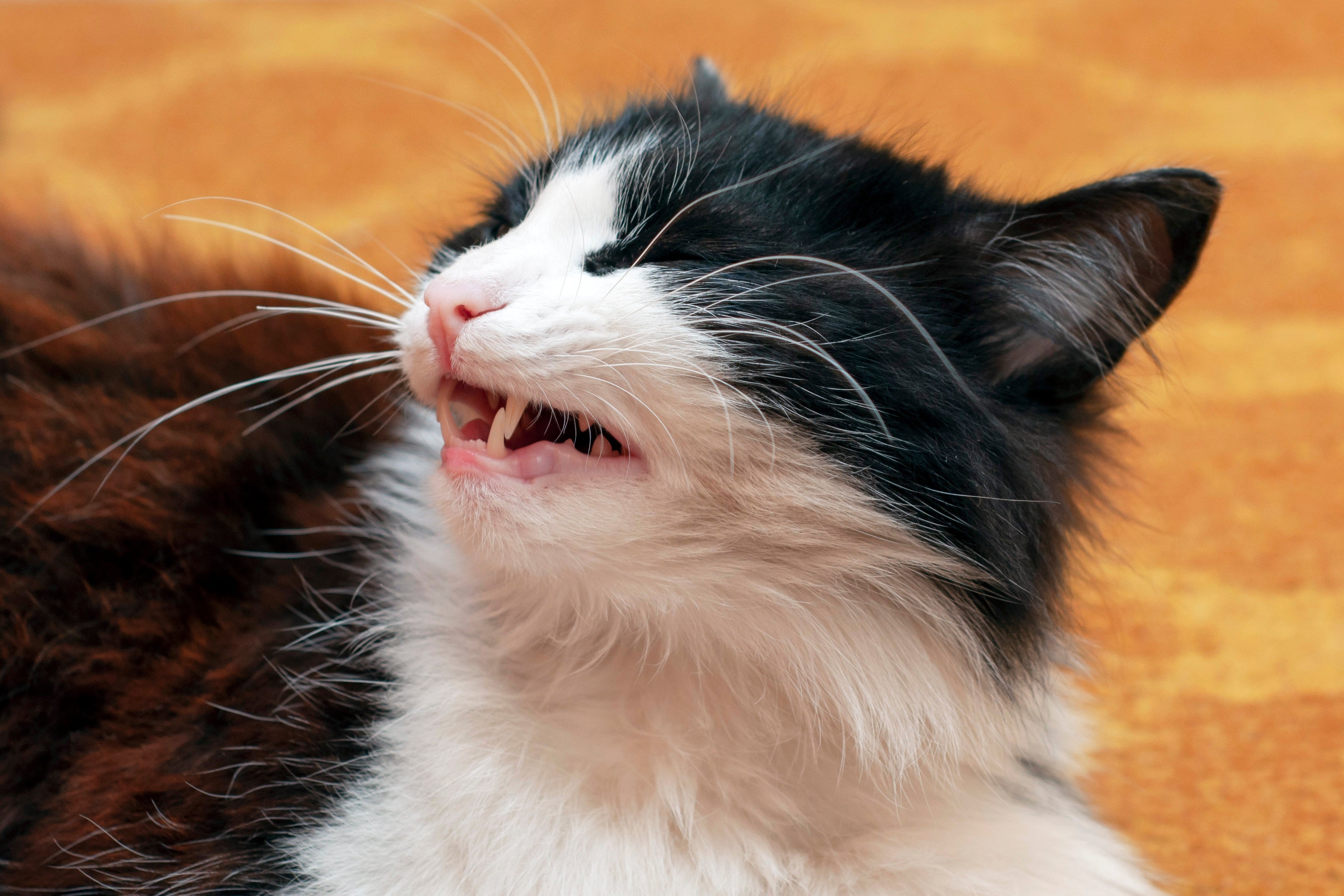 Independentemente da tosse em gatos, é importante fazer check-ups regulares da saúde do pet