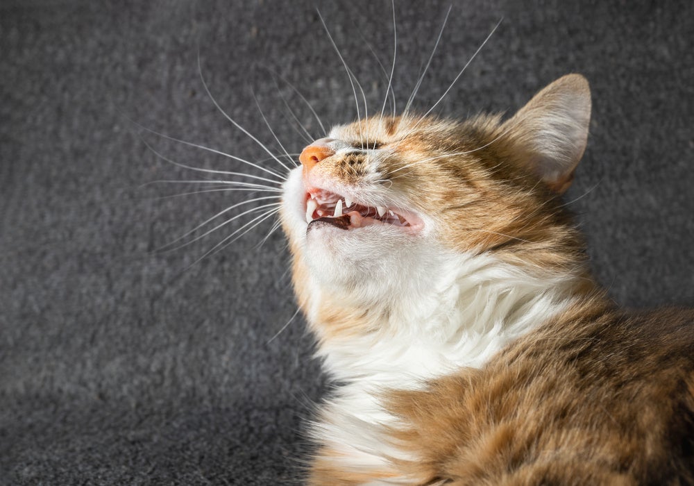 Um gato espirrando muito precisa de atenção