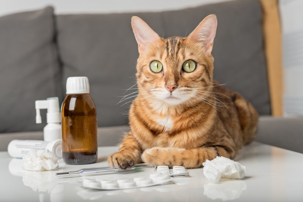 Ao identificar espirros, gato deve ser avaliado por um veterinário