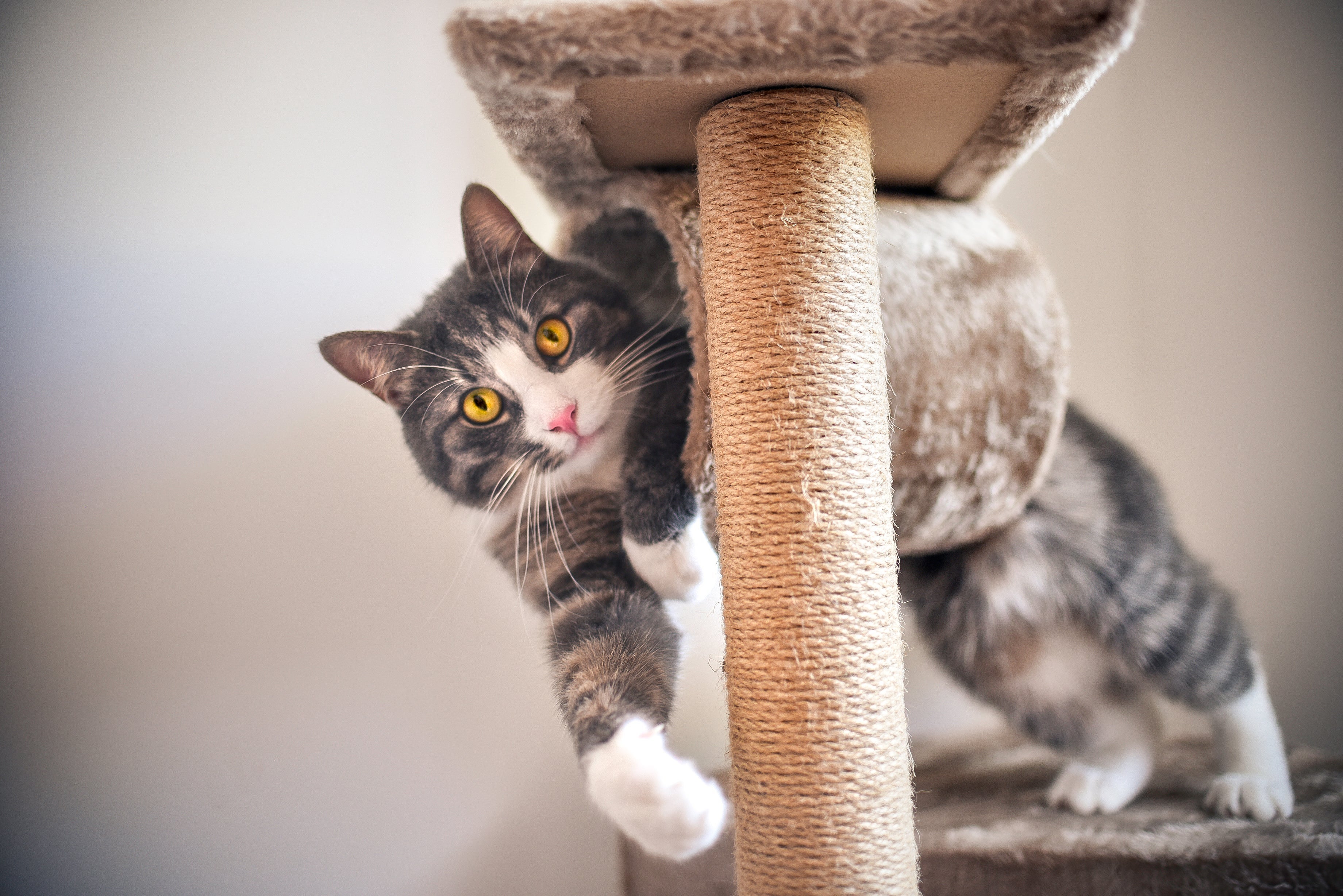 Um ambiente enriquecido é fundamental para melhorar o gato estressado