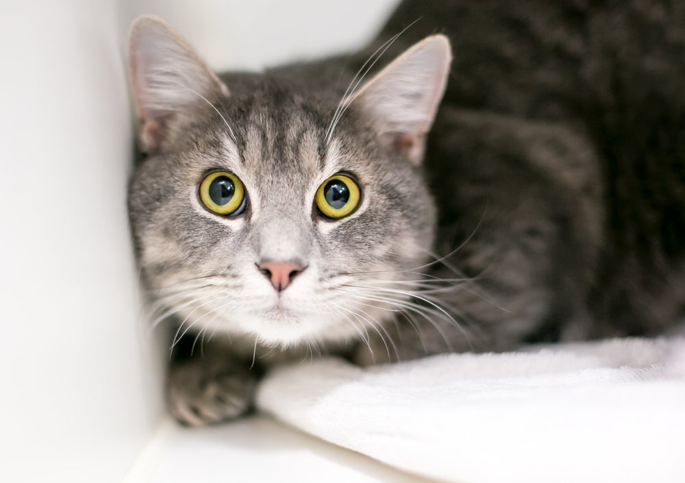 O estresse em gatos está associado a diversas doenças, como inflamação de bexiga e até obesidade