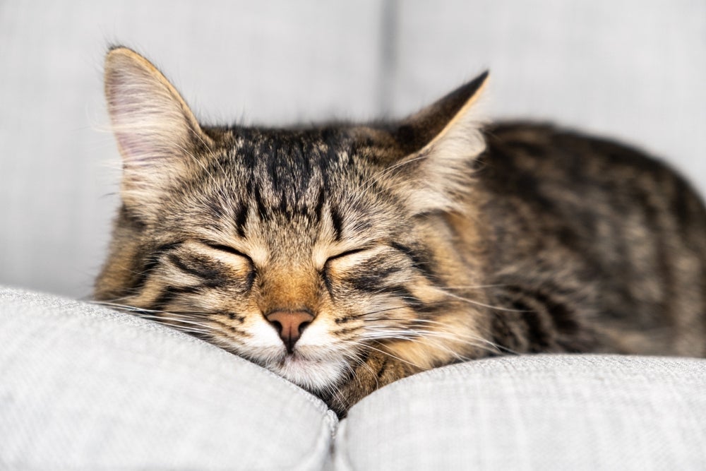 Para não deixar o gato estressado, não acorde seu pet